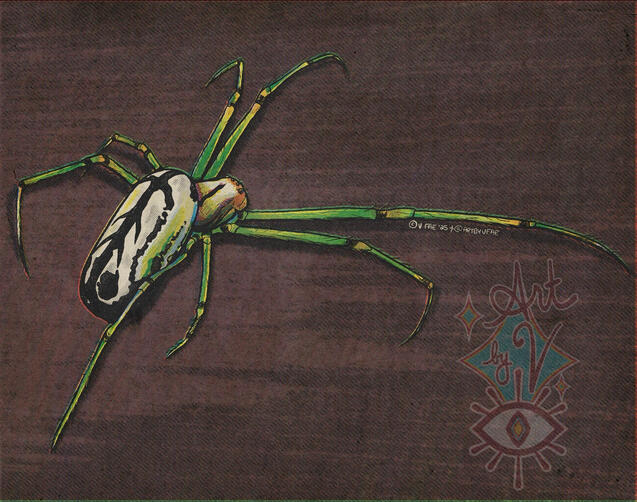 orchard orbweaver (study) orchard orbweaver (study)